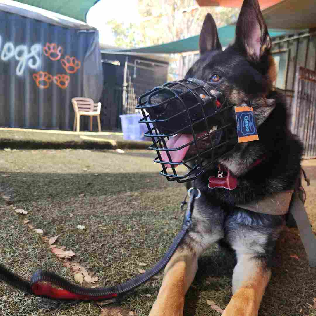 Tactical hotsell dog muzzle